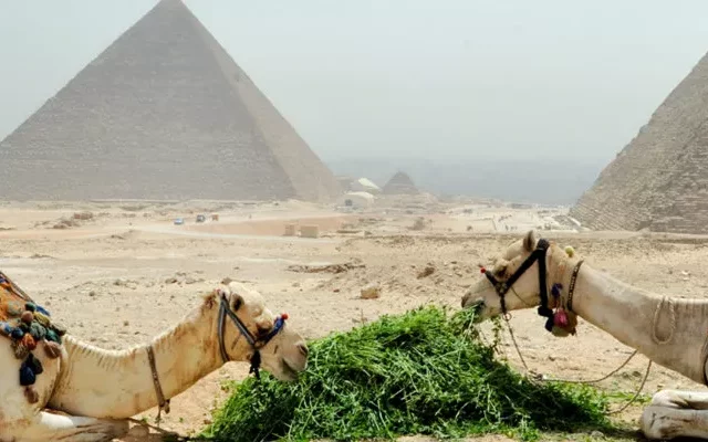 Cairo