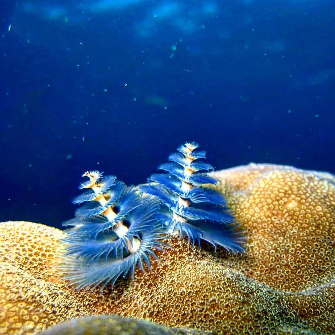 Dominica
