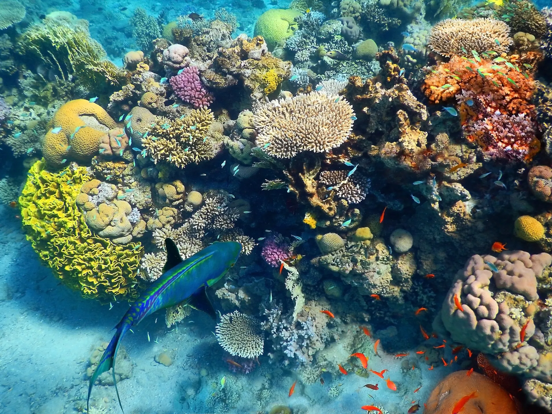 Close-up of corals and tropical fish at Coral Beach Eilat